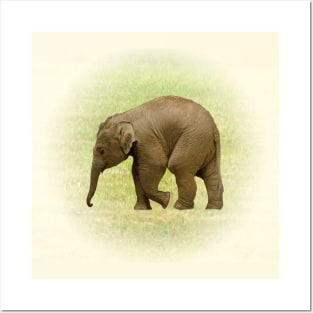 Elephant baby Posters and Art